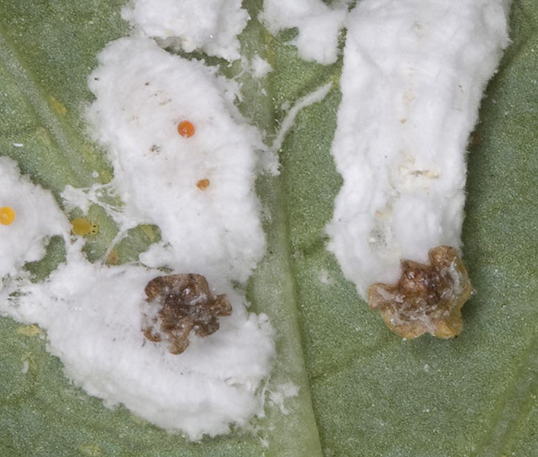 Cocciniglia su ortensia...Pulvinaria cfr. hydrangeae ?